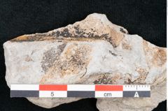 Foto (Detailansicht) von Plantae indet.  (NHMW-GEO-2024-0188-10175)